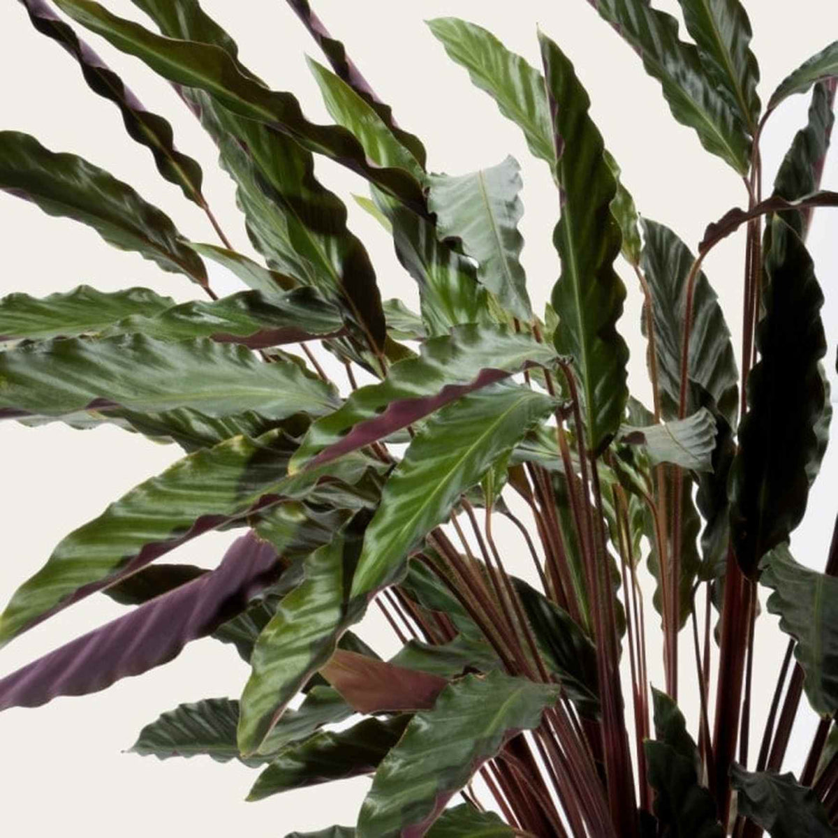 Almanac Planting Co Calathea rufibarba 'Elgergrass'
