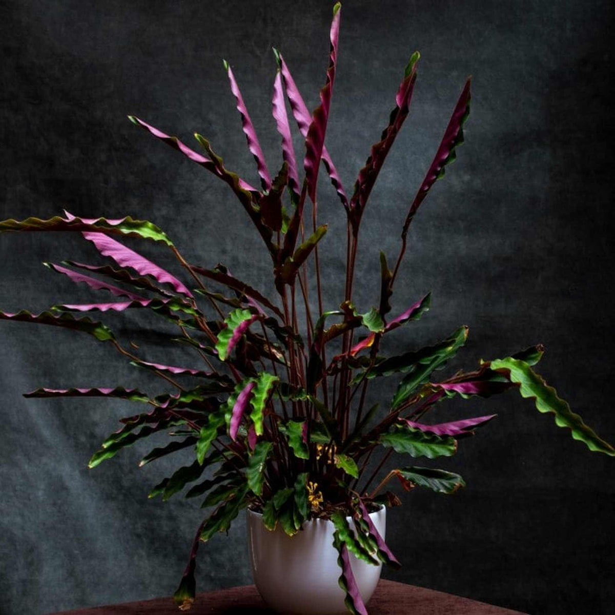 Almanac Planting Co Calathea rufibarba 'Elgergrass'. Growing in a white pot in front of a gray background. The bottom sides of the leaves are a bold purple! 