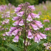 Calico Beardtongue