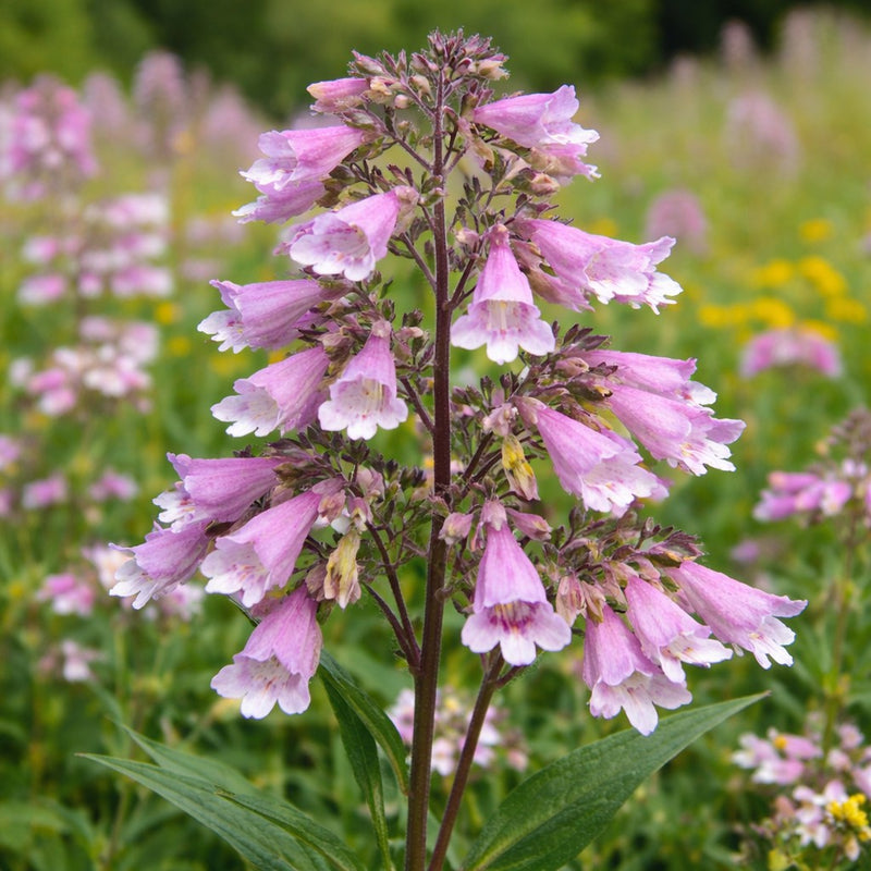 Calico Beardtongue