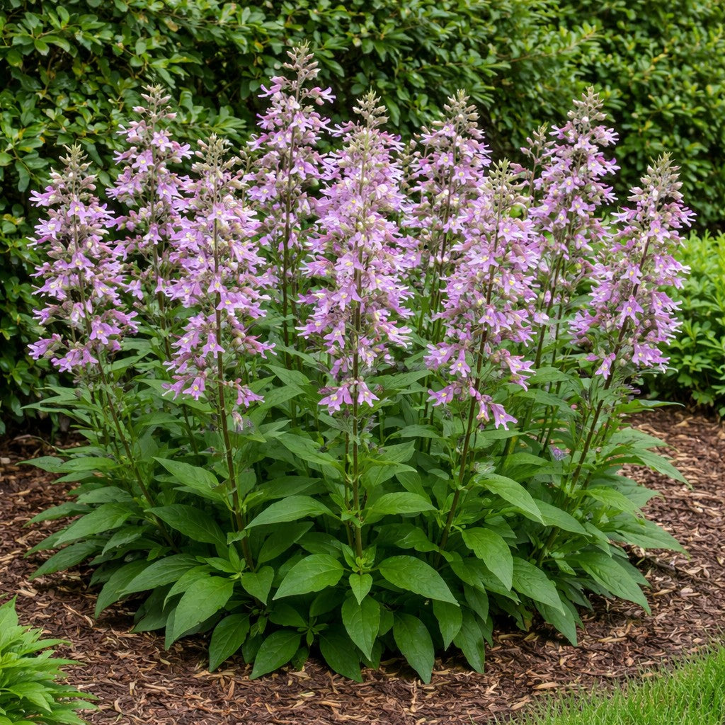 Calico Beardtongue