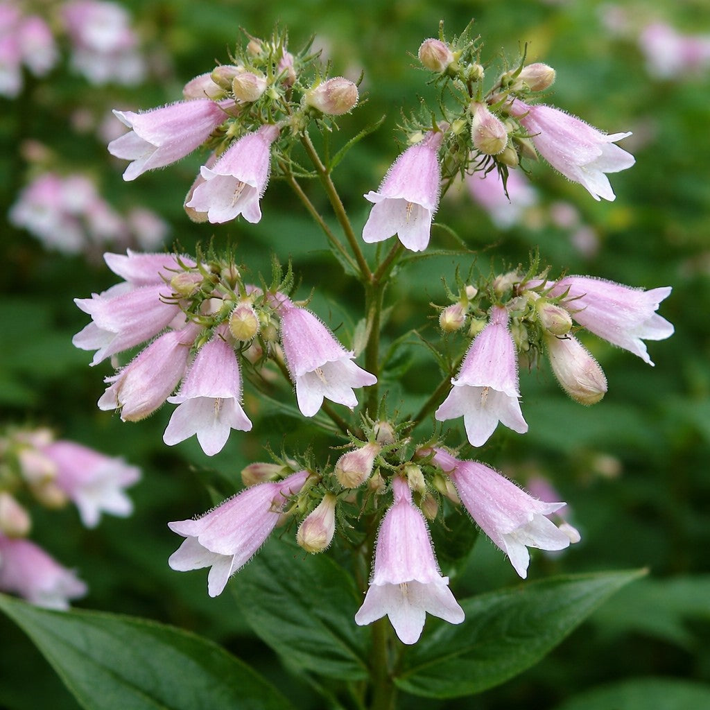 Calico Beardtongue