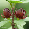 Almanac Planting Co Simply Scentsational® Sweetshrub (Calycanthus floridus) by Proven Winners. Two unopened merlot flowers surrounded by deep green leaves.