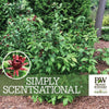 Simply Scentsational® Sweetshrub (Calycanthus floridus) by Proven Winners. Branded material with a shrub in the background.