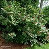 Almanac Planting Co Simply Scentsational® Sweetshrub by Proven Winners growing mature and large covered in green leaves and red flowers.