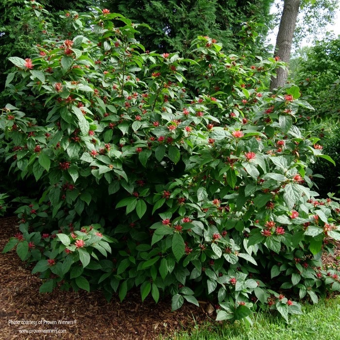 Simply Scentsational® Sweetshrub | Carolina Allspice – Almanac Planting Co