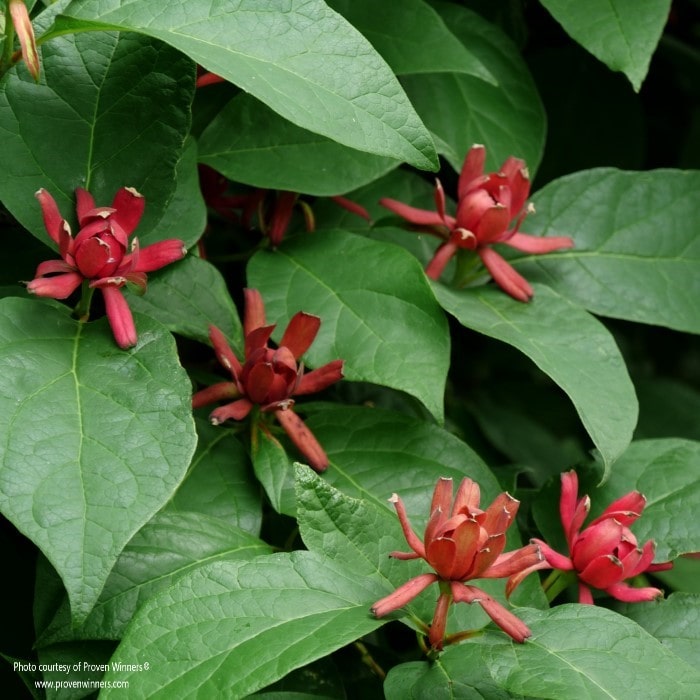 Simply Scentsational® Sweetshrub (Calycanthus floridus) by Proven Winners. Deep red, fragrant flowers against bold, green foliage.