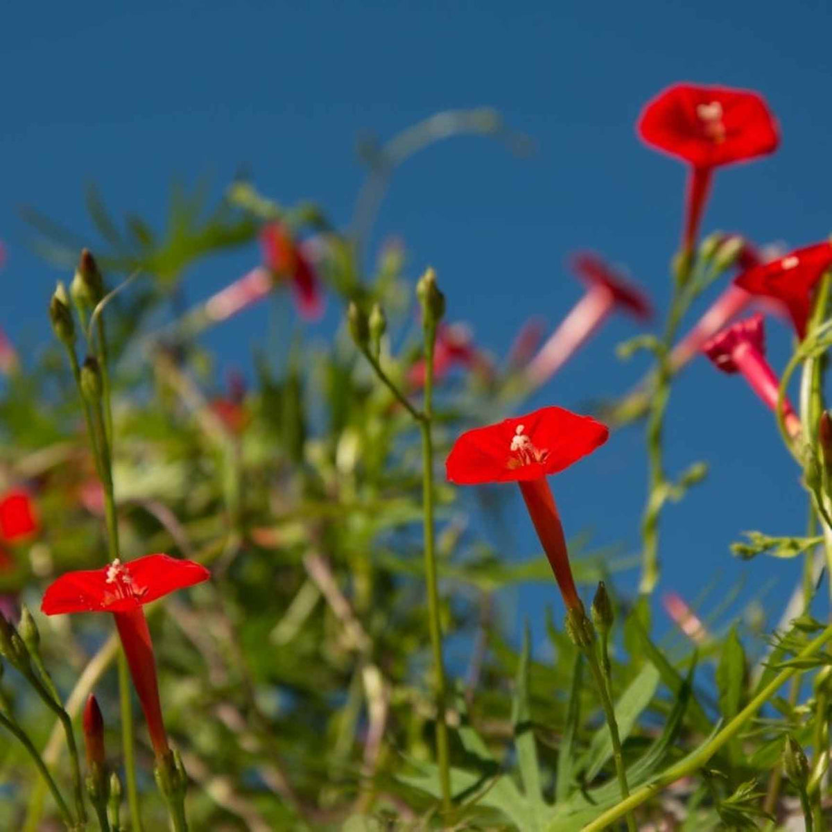 Almanac Planting Cardinal Climber (Ipomoea sloteri (aka Ipomoea × multifida) bright red blooming flowers in front of a blue sky, surrounded by climbing vines and green foliage.