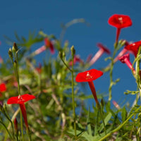 Almanac Planting Cardinal Climber (Ipomoea sloteri (aka Ipomoea × multifida) bright red blooming flowers in front of a blue sky, surrounded by climbing vines and green foliage.