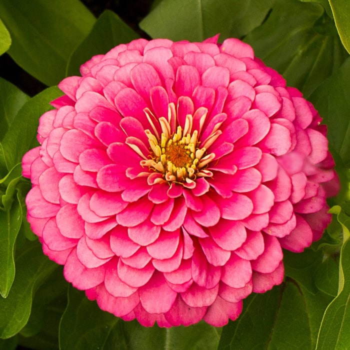Almanac Planting Co: Benary's Giant Zinnia 'Carmine Rose' (Zinnia elegans (AKA Zinnia violacea)). A close up top view looking down of a huge, whitish pink bloom with a yellow center!