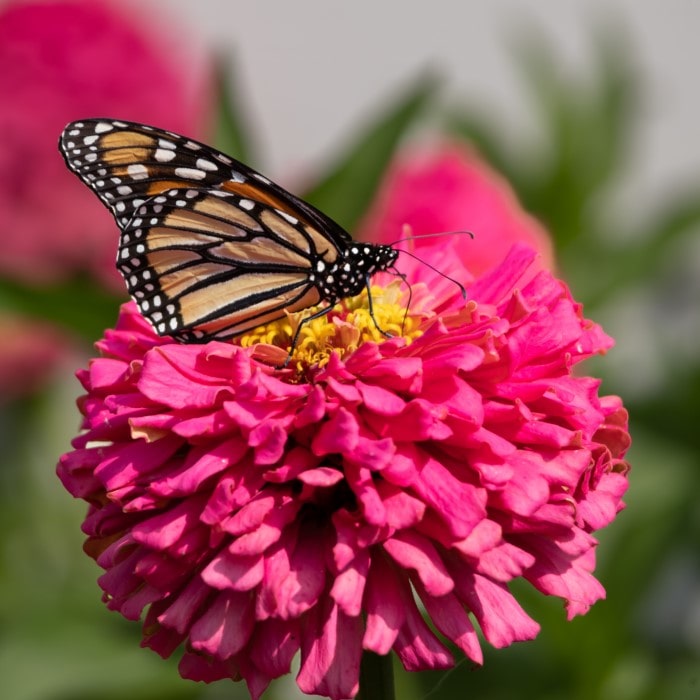 Almanac Planting Co: Benary's Giant Zinnia 'Carmine Rose' (Zinnia elegans (AKA Zinnia violacea)). A side view of a monarch butterfly perched atop a massive magenta flower with a yellow center!