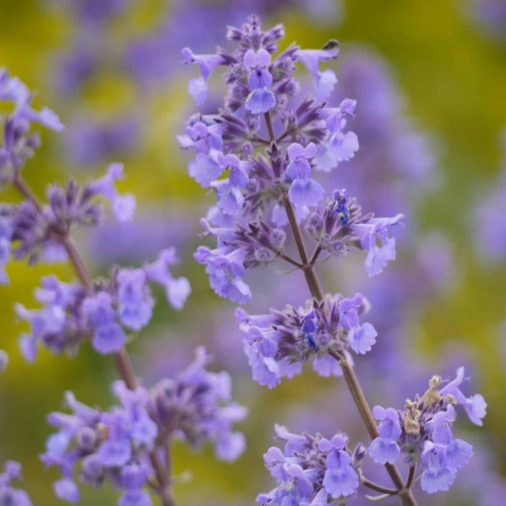 Almanac Planting Co: Catmint 'Summer Magic' close-up of lavender-blue flower spikes on upright aromatic stems