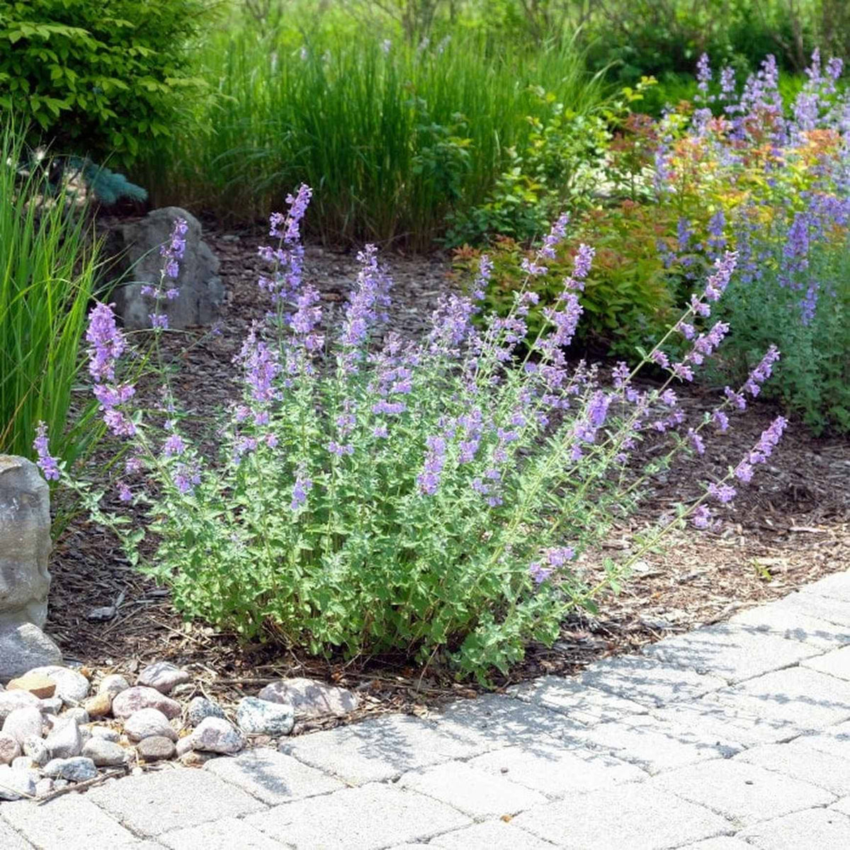 Almanac Planting Co: Full bloom of Catmint 'Walker's Low' displaying vibrant lavender flowers, which attract pollinators such as bees, perfect for eco-friendly gardens and pollinator-friendly landscapes.