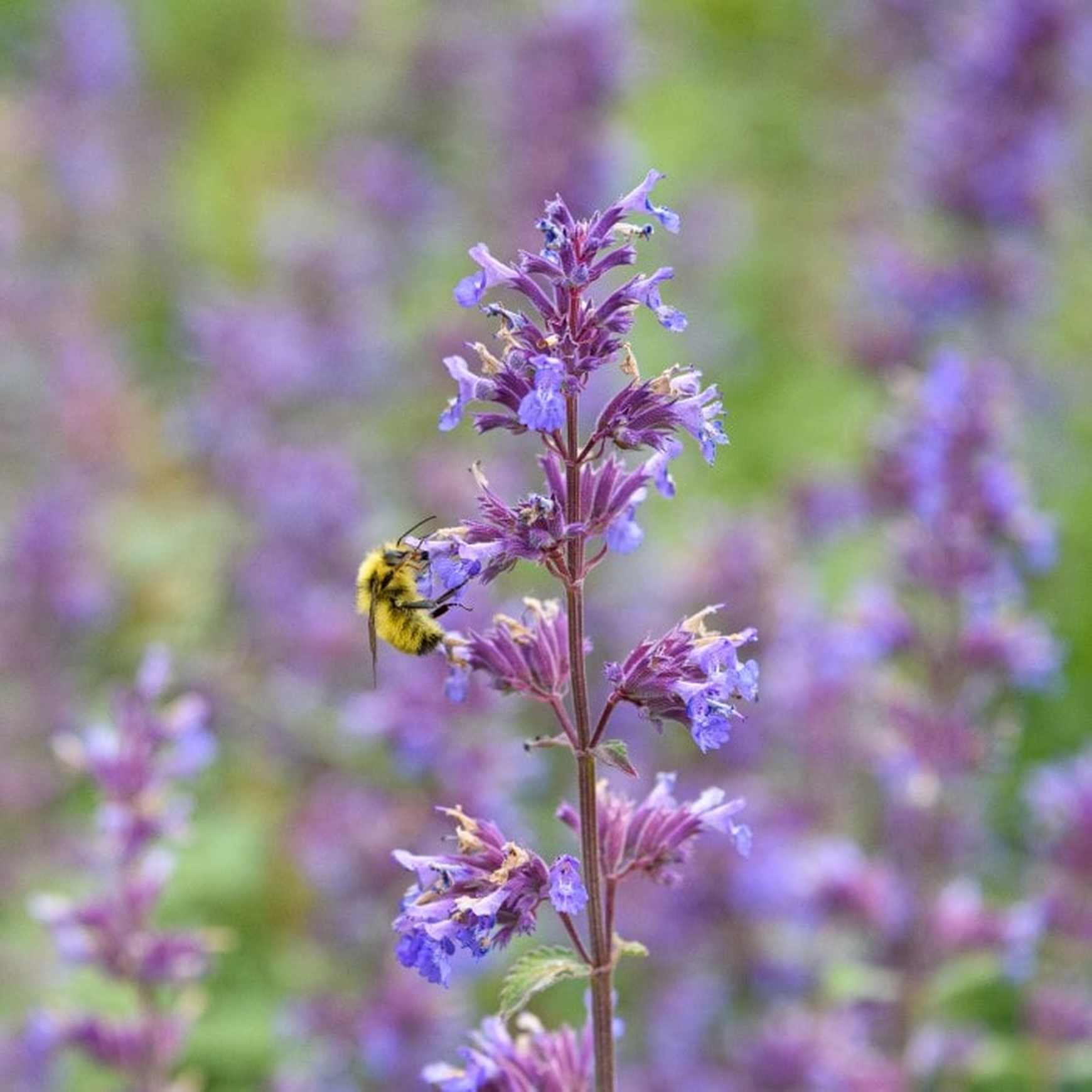 Almanac Planting Co: A close-up of a bee pollinating the lavender flowers of Catmint 'Walker's Low', highlighting the plant's role in supporting local wildlife and its suitability for creating biodiverse garden environments.