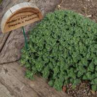 Almanac Planting Co: Dense foliage of Catmint 'Walker's Low' before bloom, with its label prominently displayed, ideal for educating gardeners about its lush, herbaceous growth and ground-covering capabilities.