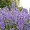 Almanac Planting Co: Nepeta 'Summer Magic' in full bloom forming compact mounded border with vibrant violet-blue flowers