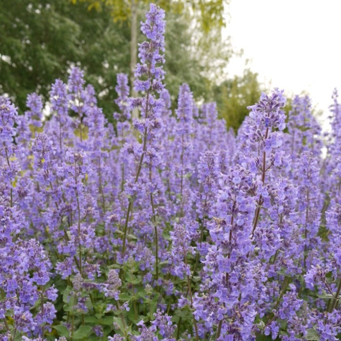 Almanac Planting Co: Nepeta 'Summer Magic' in full bloom forming compact mounded border with vibrant violet-blue flowers