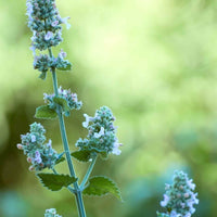 Almanac Planting Co: Nepeta cataria flowering with pale lavender-blue blooms attracting pollinators in the garden