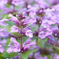 Almanac Planting Co: Catnip plant with purple-tinted leaves and soft aromatic foliage in bloom
