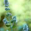 Almanac Planting Co: Nepeta cataria flowering with pale lavender-blue blooms attracting pollinators in the garden