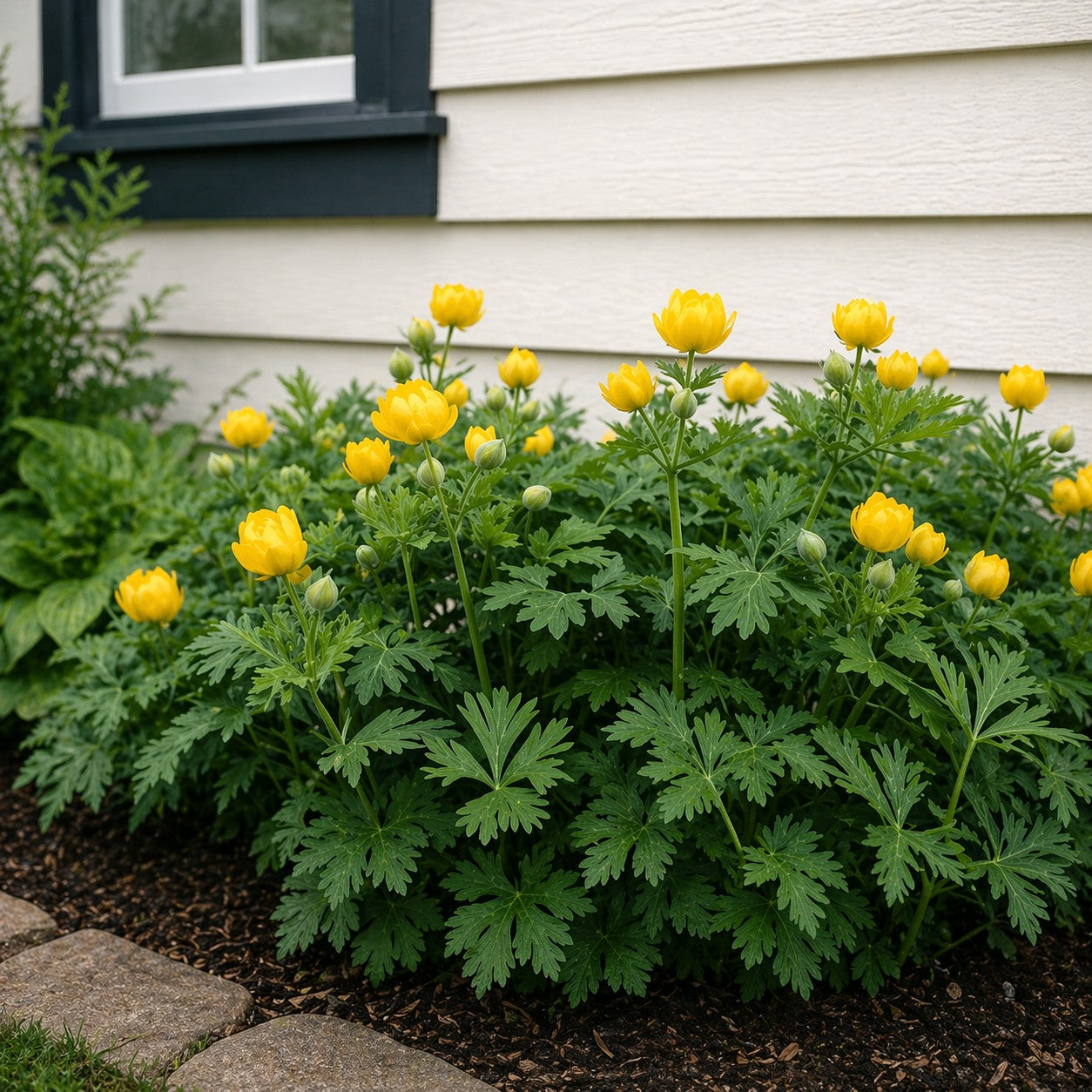 Almanac Planting Co: Stylophorum diphyllum (Celandine Poppy) mounded clump forming groundcover with yellow spring flowers in landscape
