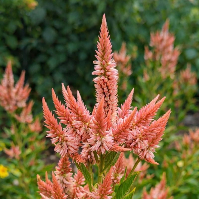 Almanac Planting Co: Celway™ Terracotta Celosia growing in a summer garden, featuring upright feathery plumes in warm terracotta and peach tones above lush green foliage.