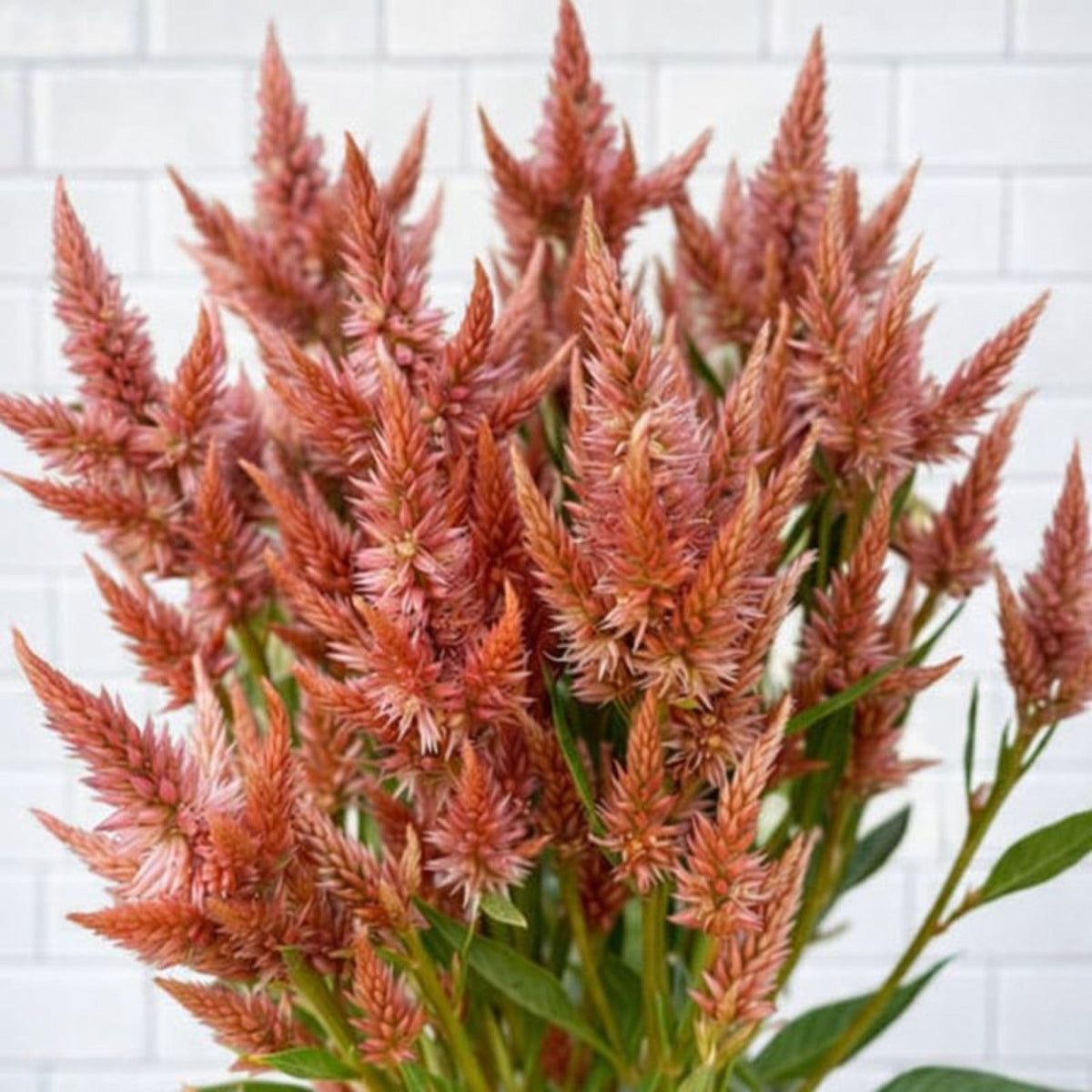 Almanac Planting Co: Close-up of Celway™ Terracotta Celosia with soft terracotta-pink plume flowers, showcasing texture, color variation, and strong upright habit in the landscape.