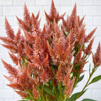 Almanac Planting Co: Close-up of Celway™ Terracotta Celosia with soft terracotta-pink plume flowers, showcasing texture, color variation, and strong upright habit in the landscape.