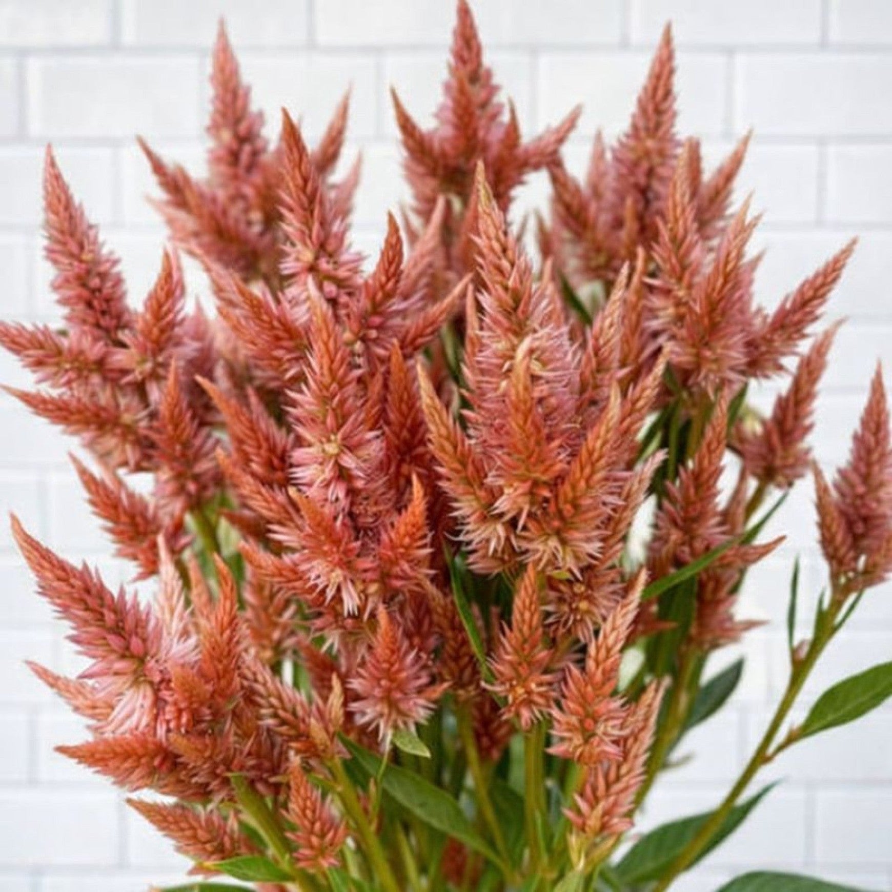 Almanac Planting Co: Close-up of Celway™ Terracotta Celosia with soft terracotta-pink plume flowers, showcasing texture, color variation, and strong upright habit in the landscape.