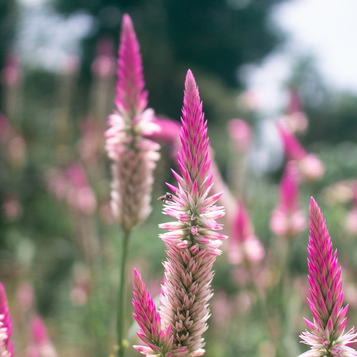 Almanac Planting Co: Celosia Flamingo Feather with soft pink plumes against a yellow-flowered garden background