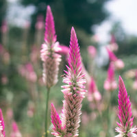 Almanac Planting Co: Celosia Flamingo Feather with soft pink plumes against a yellow-flowered garden background