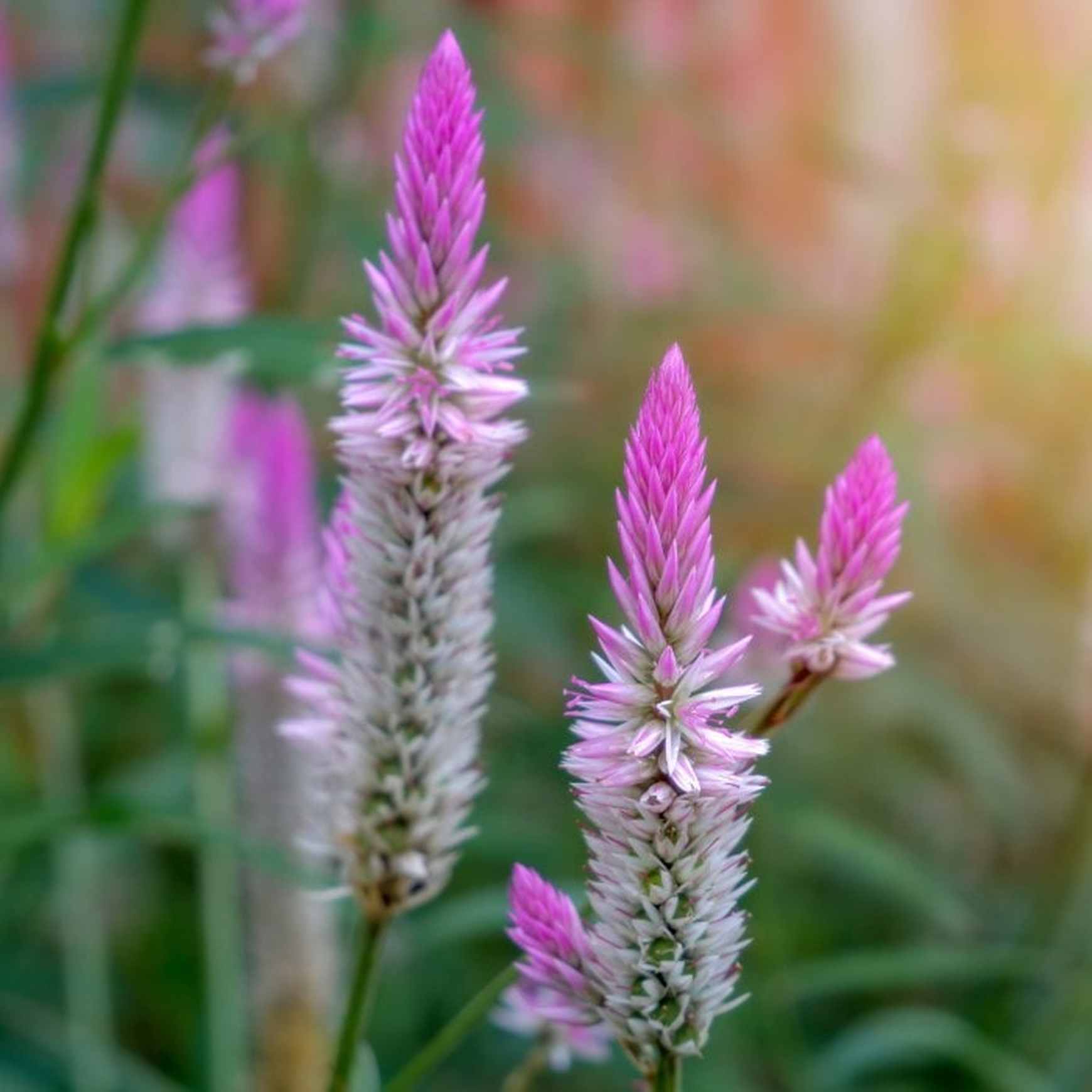 Almanac Planting Co: Celosia ‘Flamingo Feather’ Feather Celosia with soft pink plumes swaying in summer sunlight