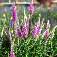 Almanac Planting Co: Feather Celosia ‘Flamingo Feather’ Cockscomb blooming in garden border with rosy wheat-like spikes