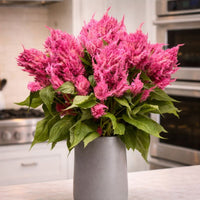 Almanac Planting Co: A lush bouquet of vibrant Sunday™ Bright Pink Celosia flowers with feathery plumes arranged in a modern gray ceramic vase on a light kitchen countertop, staged in an upscale traditional kitchen with stainless steel appliances and soft natural light.