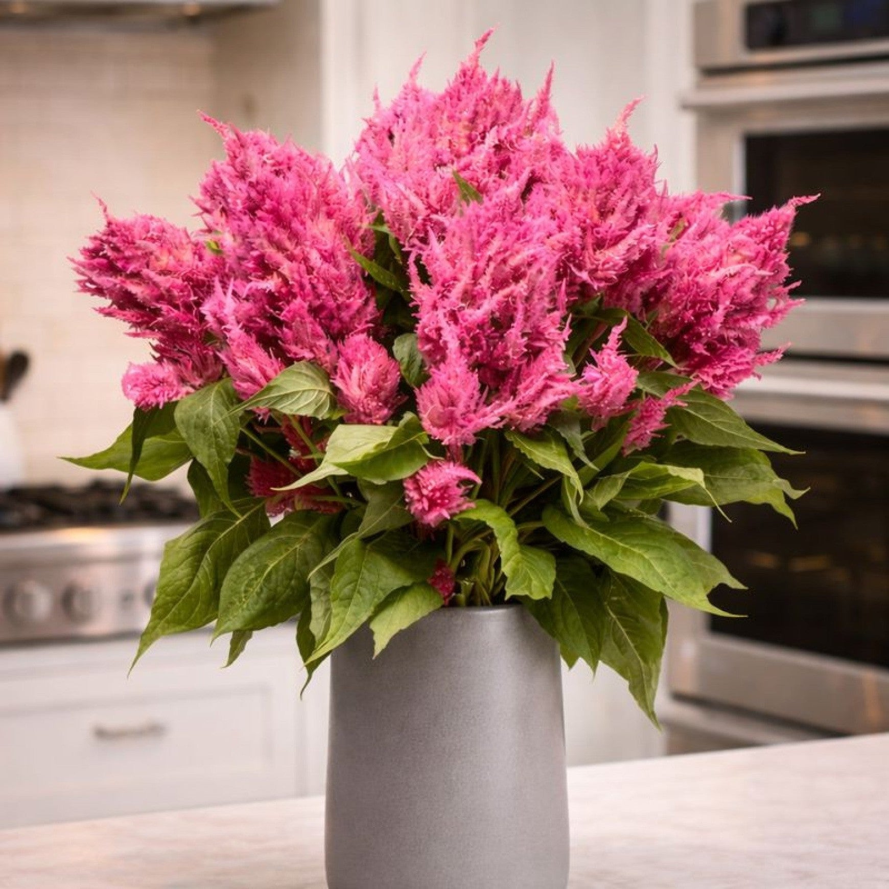 Almanac Planting Co: A lush bouquet of vibrant Sunday™ Bright Pink Celosia flowers with feathery plumes arranged in a modern gray ceramic vase on a light kitchen countertop, staged in an upscale traditional kitchen with stainless steel appliances and soft natural light.