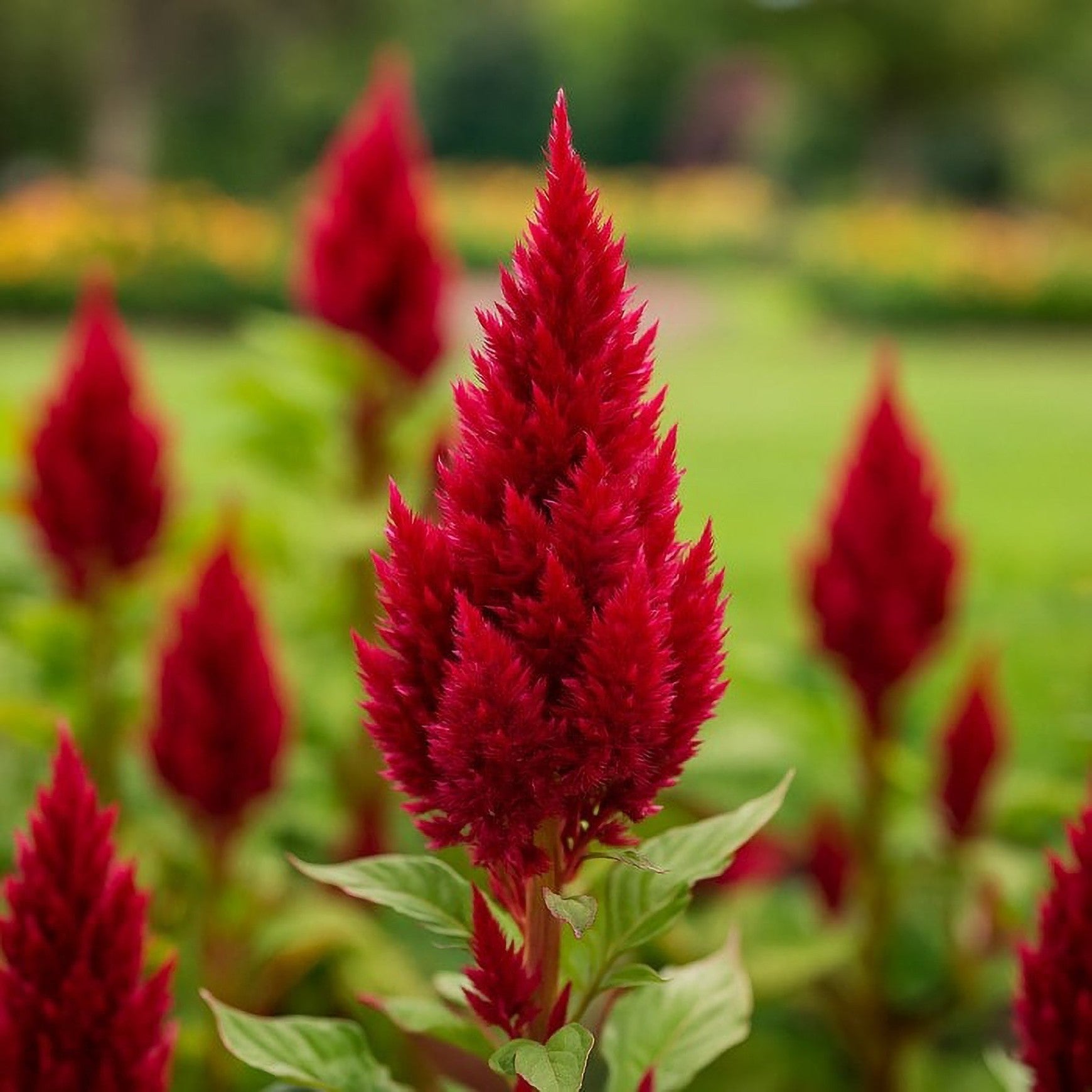 cockscomb plant Celosia ‘Sunday™ Wine Red'