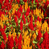Almanac Planting Co: Mass planting of Celosia 'Forest Fire' showing fiery red blooms creating bold summer color