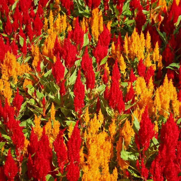Almanac Planting Co: Mass planting of Celosia 'Forest Fire' showing fiery red blooms creating bold summer color