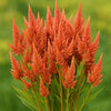 Almanac Planting Co: Celosia ‘Celway™ Terracotta’ with upright copper-orange plume flowers in full summer bloom