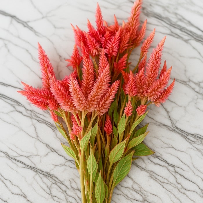 Almanac Planting Co: Celosia ‘Celway™ Terracotta’ stems freshly cut for arrangements, showing rich terracotta-orange plumes