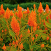 Almanac Planting Co: Celosia ‘Sunday™ Bright Orange’ with vivid orange plume flowers blooming in full sun garden setting