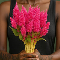 Almanac Planting Co: Celosia ‘Sunday™ Bright Pink’ stems freshly harvested for floral arrangements, bright pink plumes displayed by hand