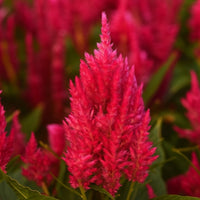 Almanac Planting Co: Celosia ‘Sunday™ Bright Pink’ showing vivid hot pink plume flowers in full bloom