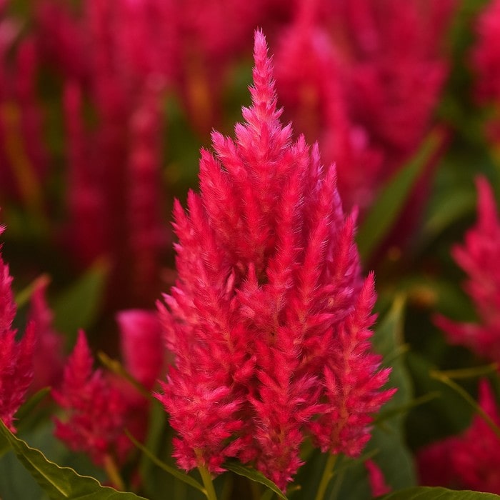 Almanac Planting Co: Celosia ‘Sunday™ Bright Pink’ showing vivid hot pink plume flowers in full bloom