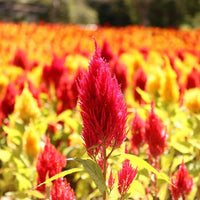 Almanac Planting Co: Celosia 'Forest Fire' with vivid red plume flowers and bronze-green foliage glowing in summer sun