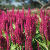 Almanac Planting Co: ‘Sunday™ Wine Red’ Feather Celosia showing rich red spires and upright flowering stems