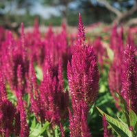 Almanac Planting Co: ‘Sunday™ Wine Red’ Feather Celosia showing rich red spires and upright flowering stems
