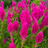 Almanac Planting Co: Celosia Sunday Bright Pink close-up with vibrant hot-pink plumes in bloom