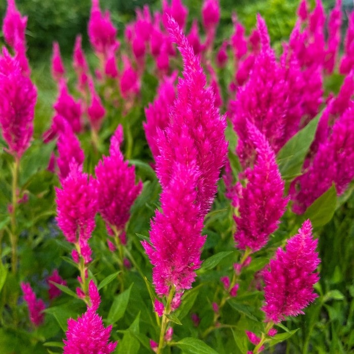 Almanac Planting Co: Celosia Sunday Bright Pink close-up with vibrant hot-pink plumes in bloom