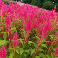 Almanac Planting Co: Celosia Sunday Bright Pink plumes clustered in full summer color